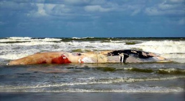Dev balina kıyıya vurdu