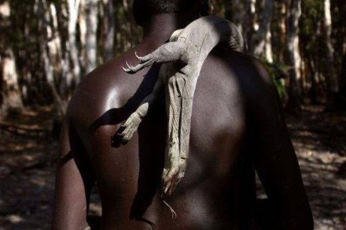Aborjin yerlilerinin vahşi hayvanları avlama taktiği 