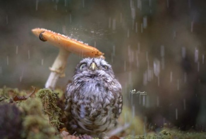 Hayvanların doğal şemsiyeleri