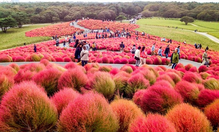 Japonya’nın muhteşem çiçekleri 