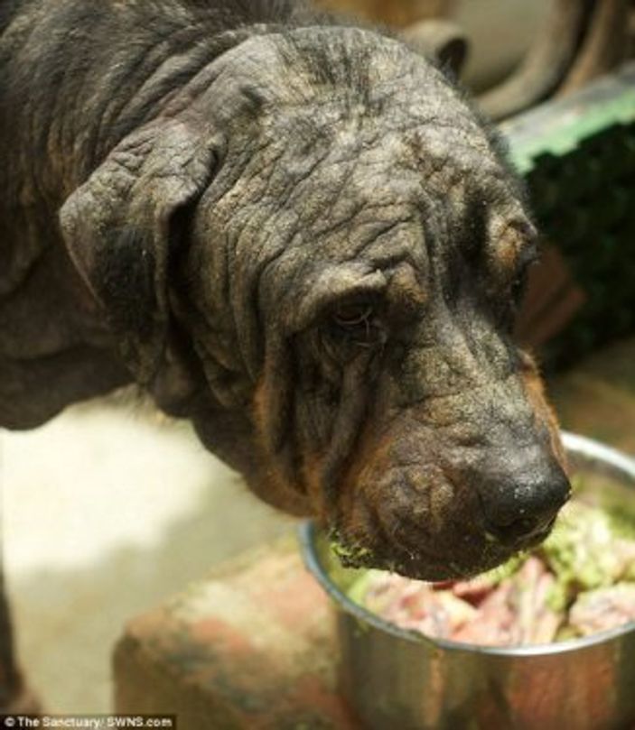 Ölüme terk edilen köpek hayata böyle tutundu