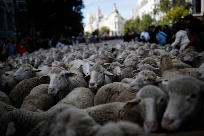 Madrid'de koyunlar şehir merkezine indi