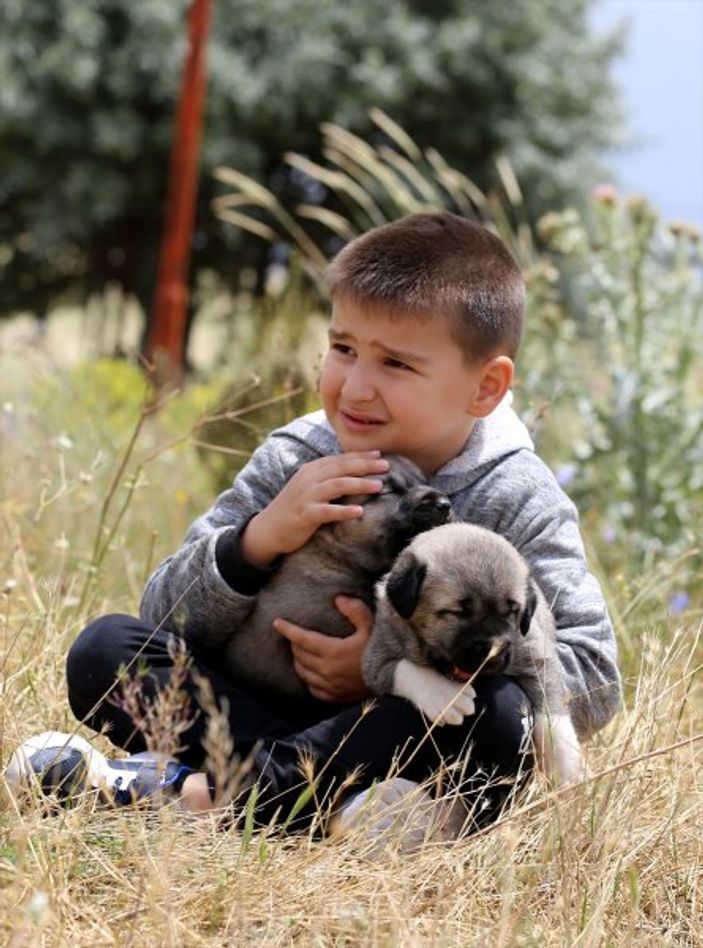 Oğlunu kangal köpekleriyle birlikte büyütüyor