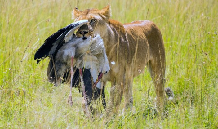 Aç kalan aslan leylek sürüsüne saldırdı
