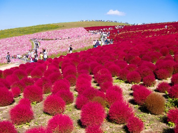 Japonya’nın muhteşem çiçekleri 
