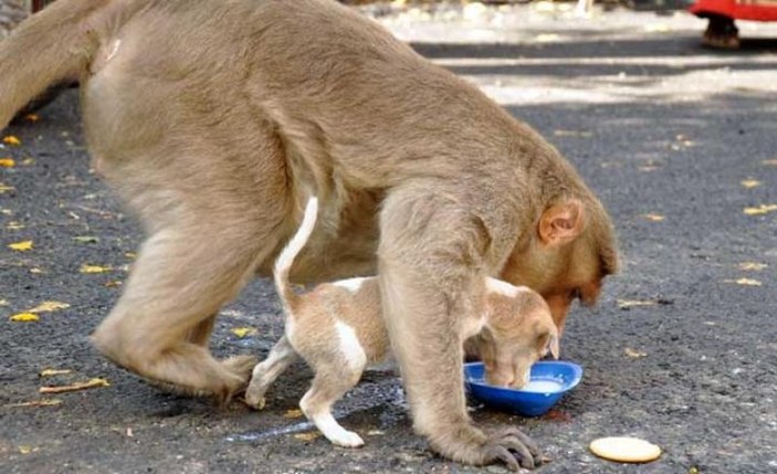 Yavru köpeğe annelik yapan maymun