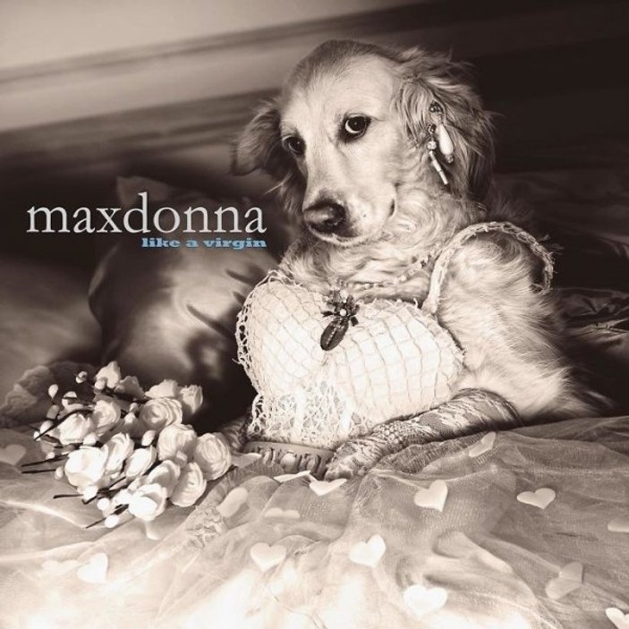 Madonna'yı taklit eden köpek Max 