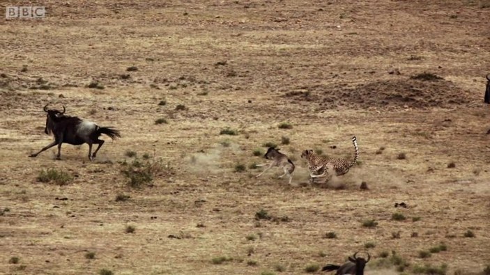 Çitanın öküz başlı antilop avı