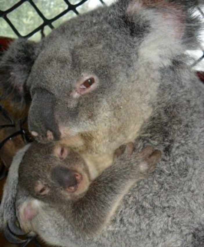 San Francisco'da 12 yılsonra ilk koala doğdu