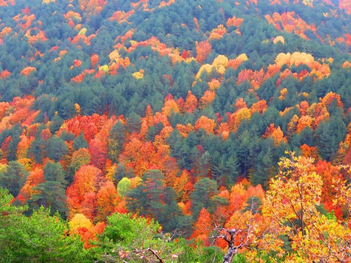 Kaz Dağları’nda sonbahar güzelliği 