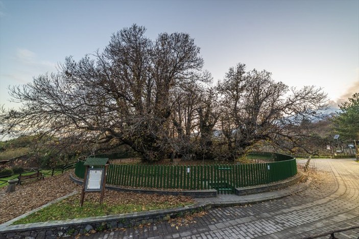 İtalya'da 3 bin yıllık kestane ağacı