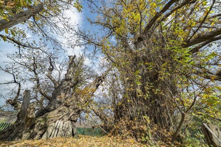 İtalya'da 3 bin yıllık kestane ağacı