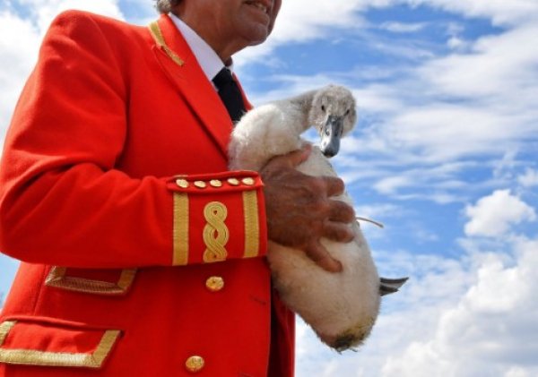 Kraliçe Elizabeth'in kuğularını vurdular