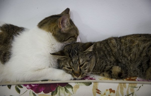 İki bacağı olmayan kediyi sahiplendi