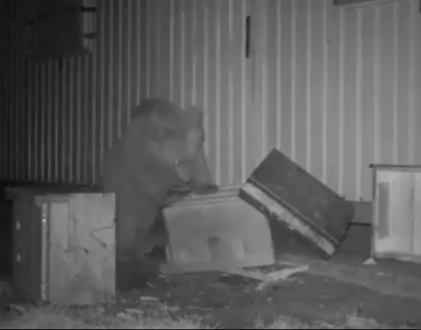 Ayıları önce kovaladı sonra bal verdi