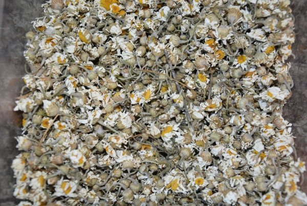 Soğuk hava kış çaylarına yönlendirdi