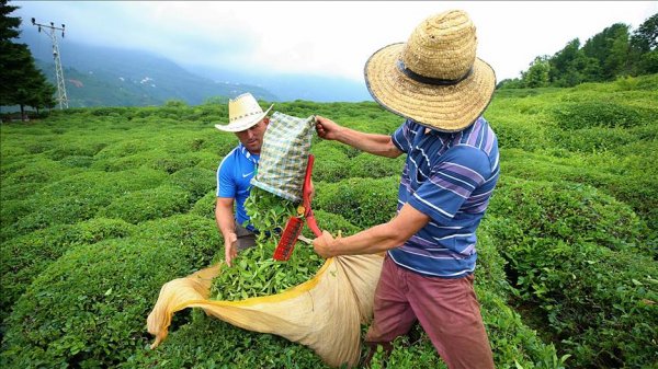 Doğu Karadenizden ekonomiye çay dopingi