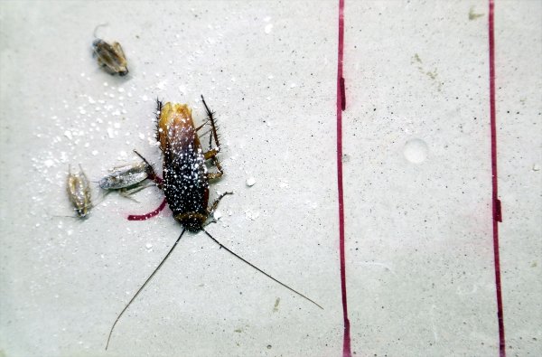 a Böceklere karşı yerli doğal ilaç geliştirildi