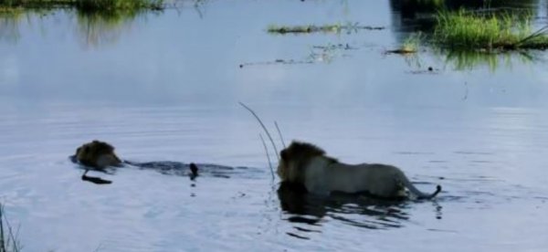 Aslanın yaşam mücadelesi