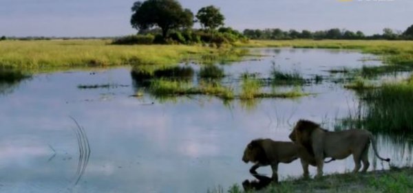 Aslanın yaşam mücadelesi