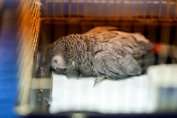 a İşkence edilen papağan kurtarılamadı