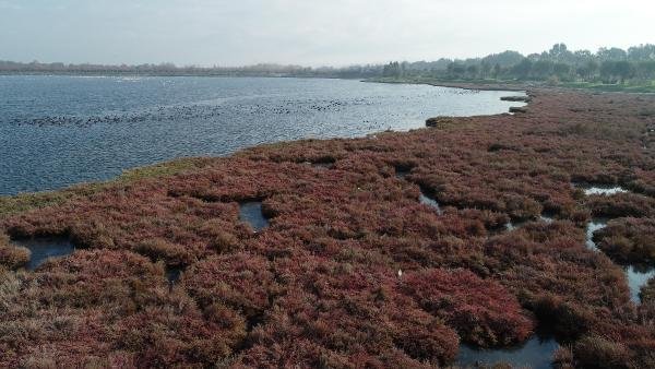 d Flamingolar İzmir'i mesken tuttu