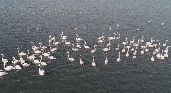 d Flamingolar İzmir'i mesken tuttu