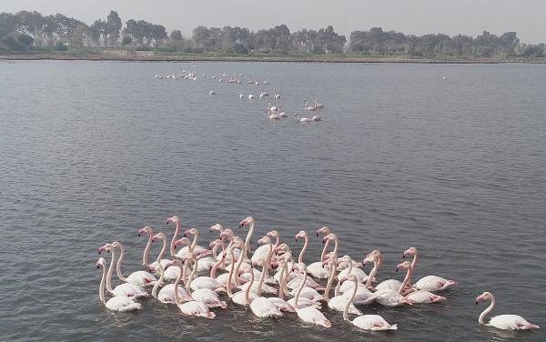 d Flamingolar İzmir'i mesken tuttu