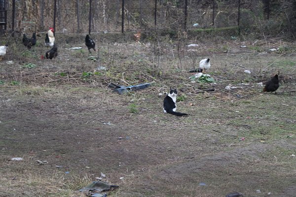 Kedi ile tavukların dostluğu