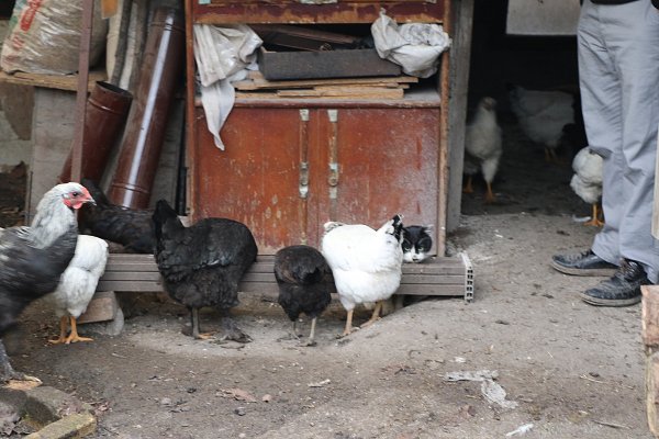 Kedi ile tavukların dostluğu