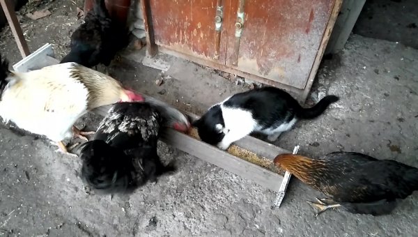 Kedi ile tavukların dostluğu