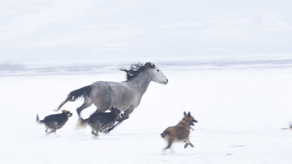 a Yılkı atları kar üstünde ayrı güzel