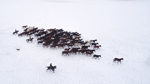a Yılkı atları kar üstünde ayrı güzel