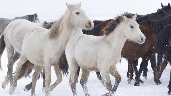 a Yılkı atları kar üstünde ayrı güzel