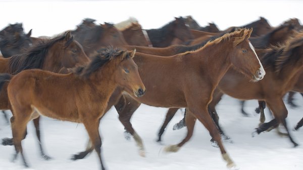a Yılkı atları kar üstünde ayrı güzel