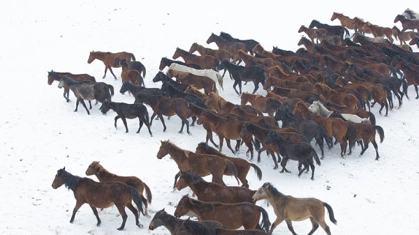 a Yılkı atları kar üstünde ayrı güzel