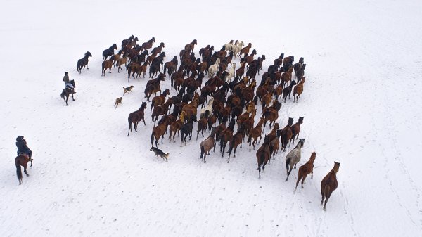 a Yılkı atları kar üstünde ayrı güzel
