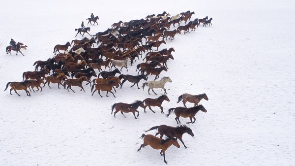 a Yılkı atları kar üstünde ayrı güzel