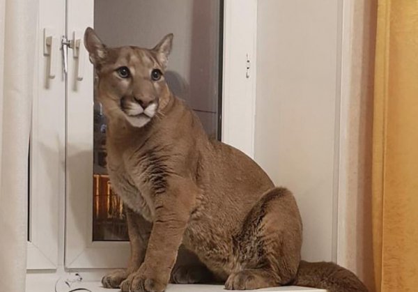Rus çift evde puma besliyor