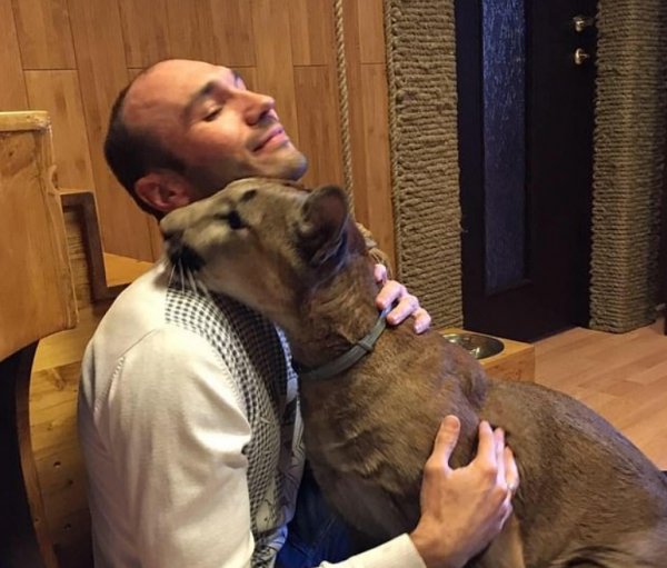 Rus çift evde puma besliyor