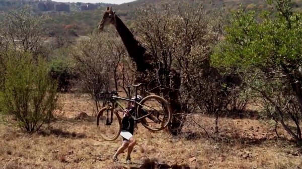 Zürafanın bisiklet sürücüsünü kovalaması kamerada