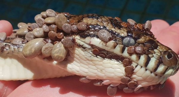 Üzeri kenelerle kaplı yılan sağlığına kavuştu