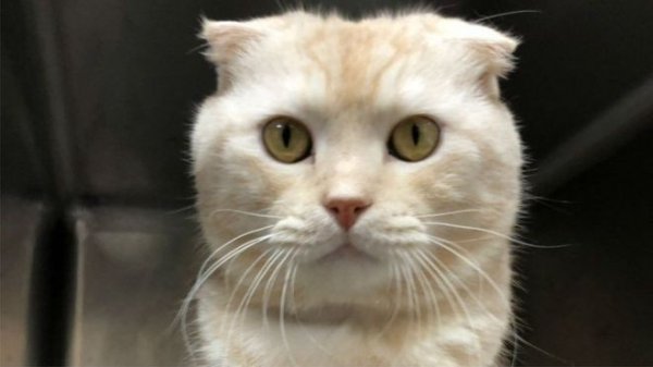 Kedisini postayla barınağa yollayan Tayvanlıya ceza