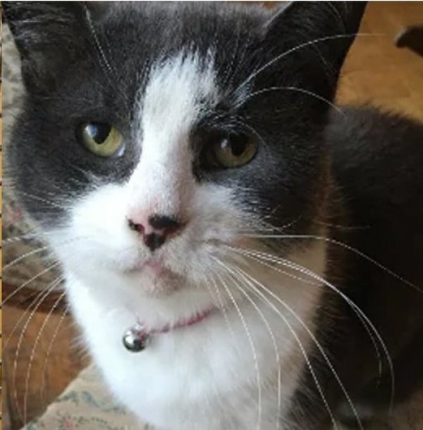 17. yüzyıldan kalma tabloya kedi tırmığı