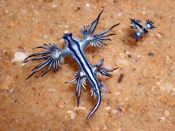 Glaucus atlanticus nedir