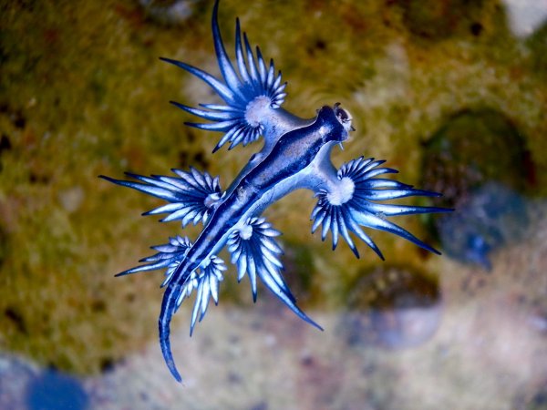 Glaucus atlanticus nedir
