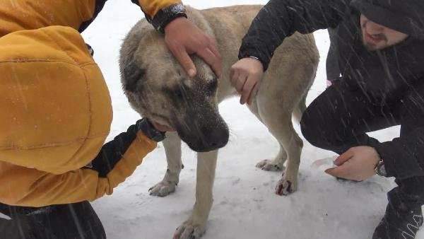i Otomobilin altında kalan köpeği jandarma kurtardı