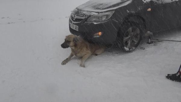 i Otomobilin altında kalan köpeği jandarma kurtardı