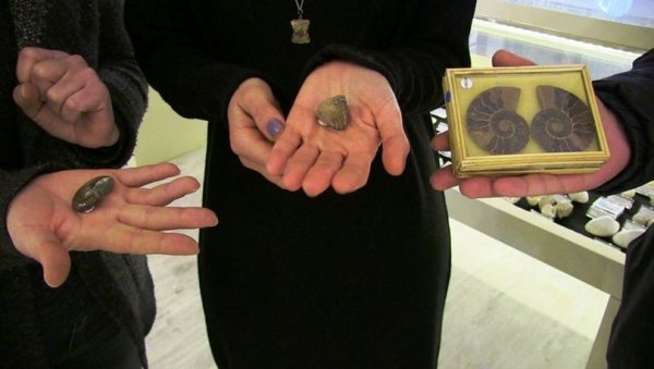 Müzede sergilenen deniz kabuğu 460 milyon yıllık çıktı