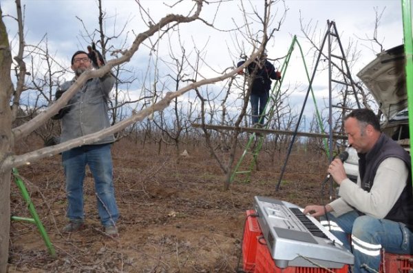 Meyve bahçesinde müzikli mesai